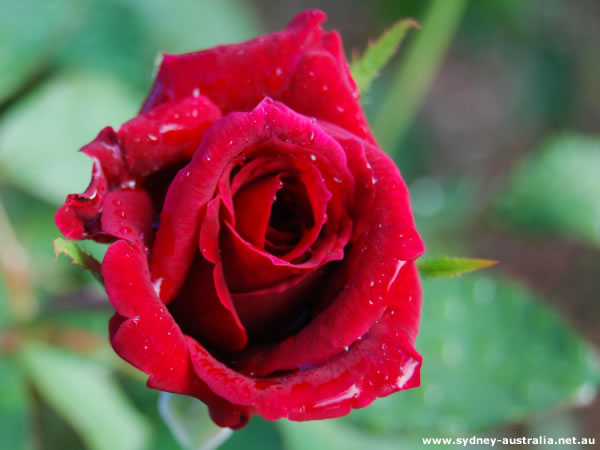 images of flowers and roses. and Garden Flowers - Roses