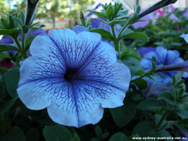 blue flowers. Blue Flower - Picture taken at