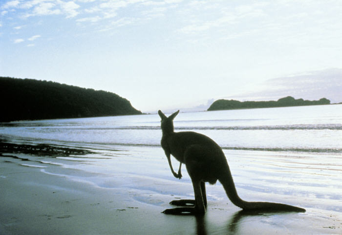 kangaroos in australia. South Australia - Kangaroo