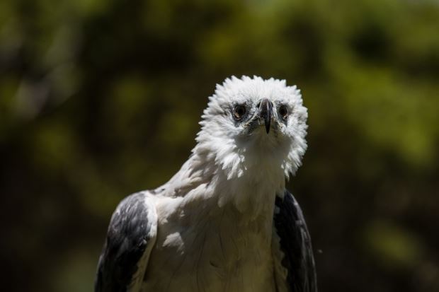 Sea Eagles are a common sight amongst the bounteous sea birdlife found here: © Tourism Australia
