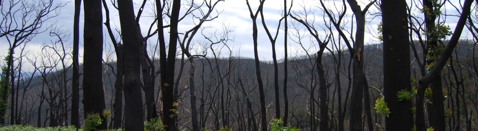 Bush (Forest) Fires are part of the Australian Landscape