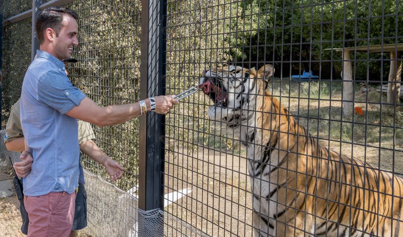 Tiger feeding at the National Zoo & Aquarium - Credit:Virgin Australia Photographer: Cameron Ernst