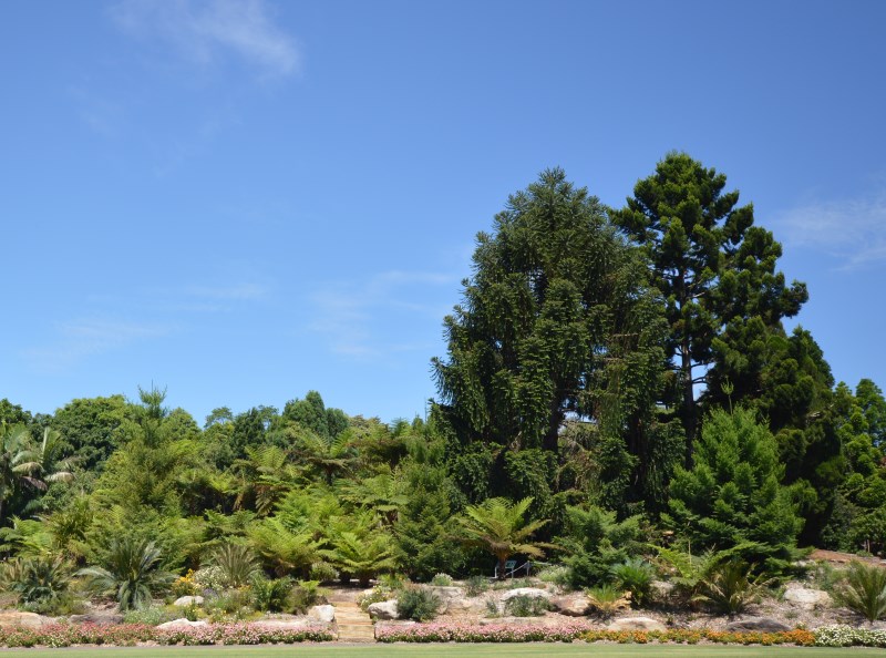 Rare Flora at the Mt Annan Australian Botanic Garden