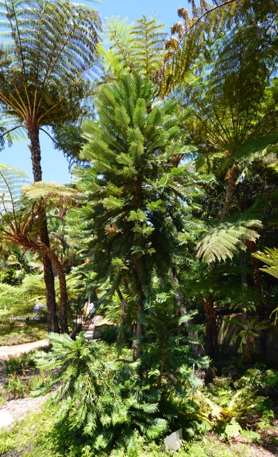 Australian Flora: Pines and Palms