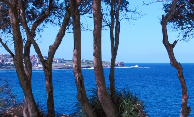 North view of Coogee along the Coastal Walk