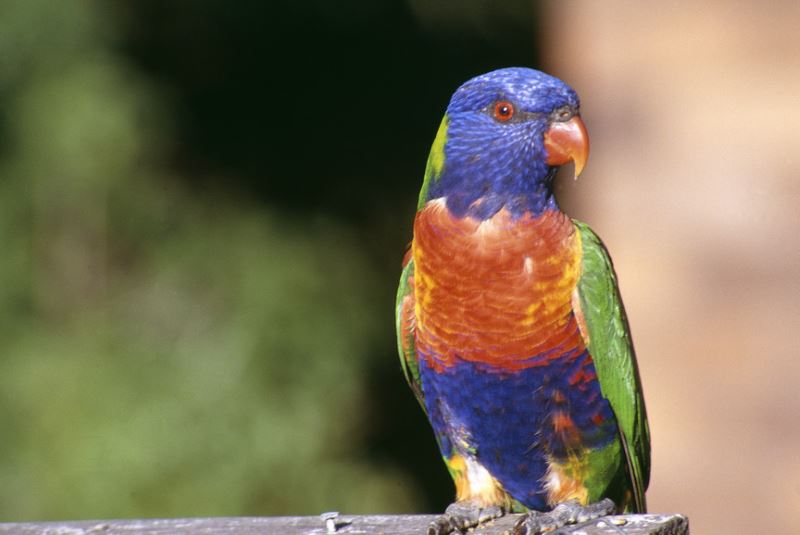 Rainbow Lorrikeet, noisy but curious and friendly Australian birds.