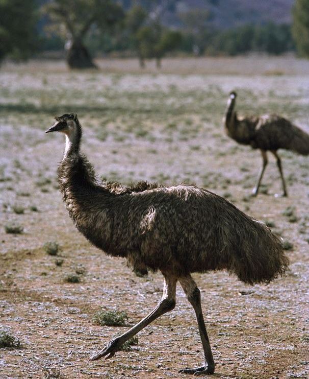 Emus are amongst the amazing fauna found here.