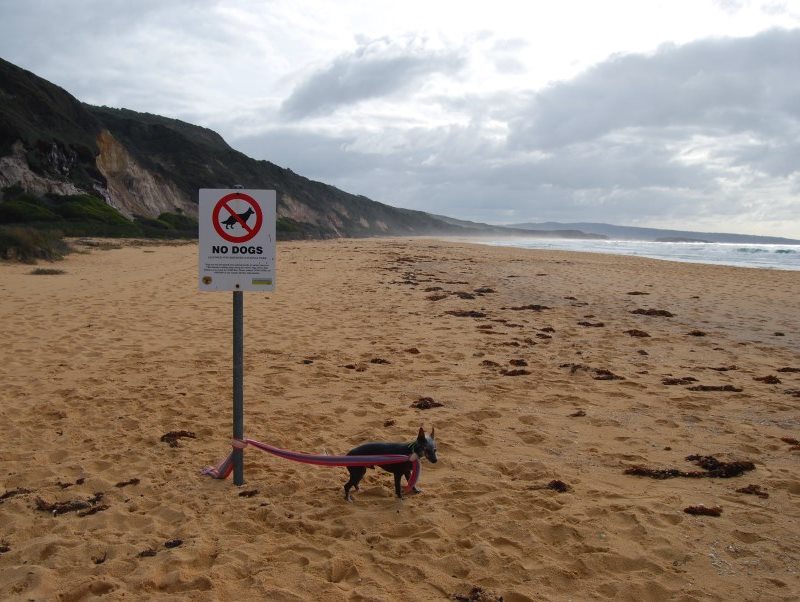Sign on one of the beaches at Bournda National Park. Leave your pets at home.