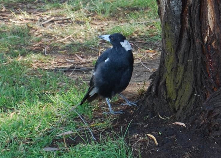 Because of their long legs, Australian Magpies can walk unlike other birds that hop.