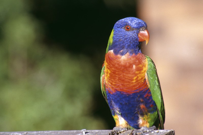 Rainbow Lorrikeet: These colourful birds can now be seen in many places along the coast of Australia.