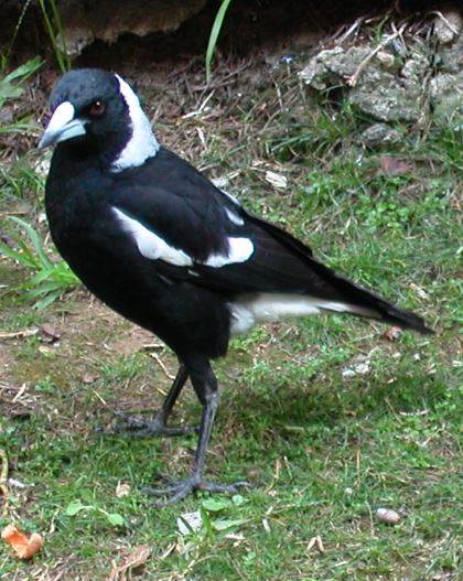 The Magpie is Omnivorous