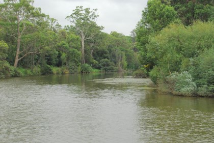Parramatta River at the Root
