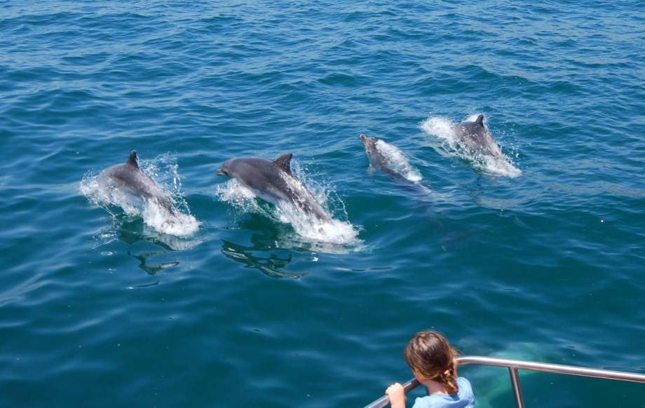 Dolphin Cruises are another great way to entertain and educate children, as well as great views of the coast.