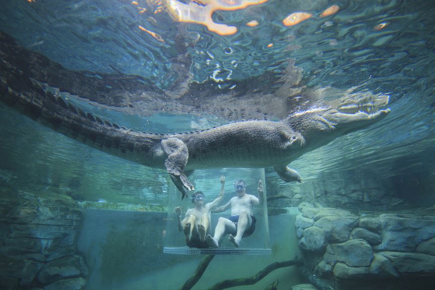 Crocosaurus Cove: Swimming with Crocodiles. Tourism Australia, Photographer:Allan Dixon