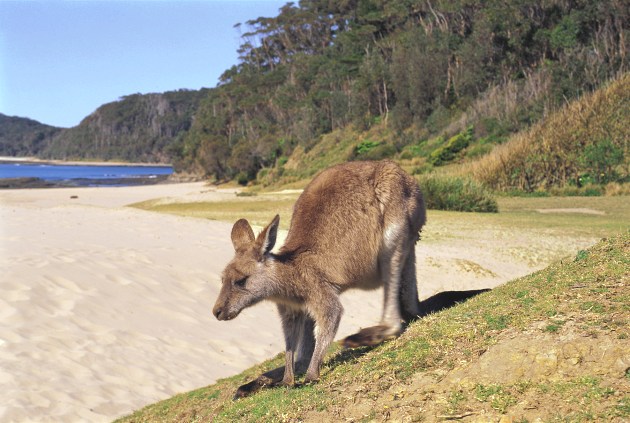 Kangaroo at Pebbly Beach, Murramarang National Park, South Coast