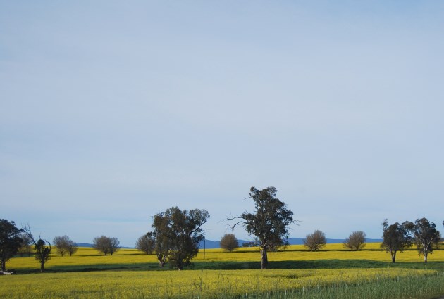 Fertile Countryside of Riverina Region, NSW
