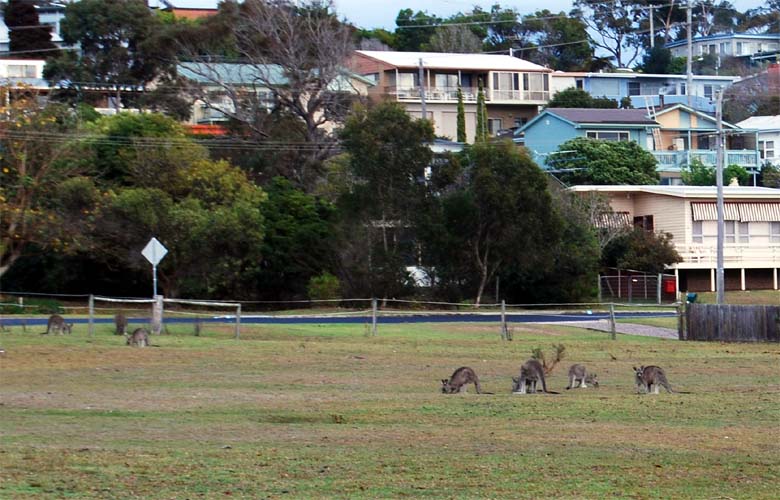 These kangaroos are feeding on grasses found in town.