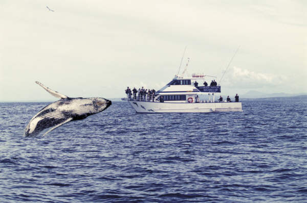  Whale watching cruises on the South Coast
