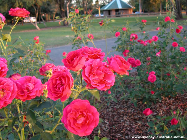 Floral Blossoms - Roses. Life may not be a Bed of Roses but they sure look pretty. The flowers in the picture are found near the Nepean River