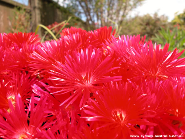 Australian Flowers from the Garden