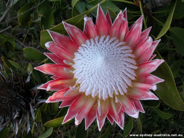 Australian Flowers from NSW