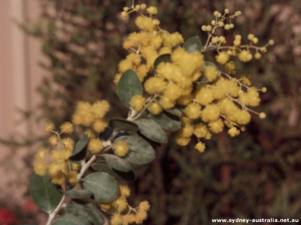 Wattle - Acacia Flexifolia Photos of Australia - Wattles are found in Parks and Gardens.