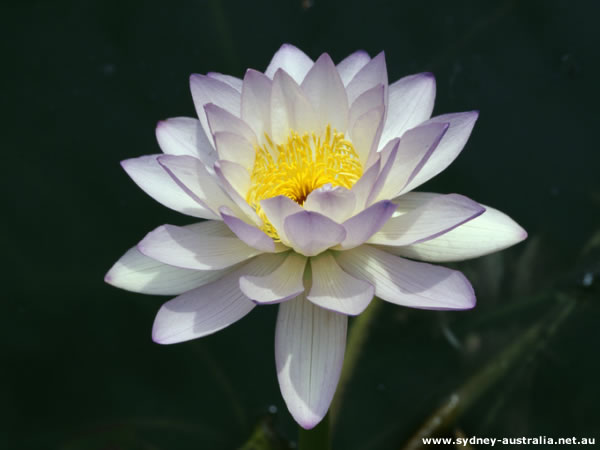 Where Flowers Bloom so does Hope.- Lady Bird Johnson. Photo Copyright Tourism Australia