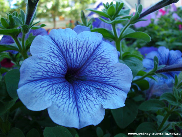 Photo of Blue Flower Bell Shape