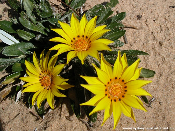Flower Images - Australian Flora