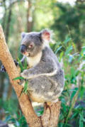 Koala at Currumbin, Gold Coast Queensland