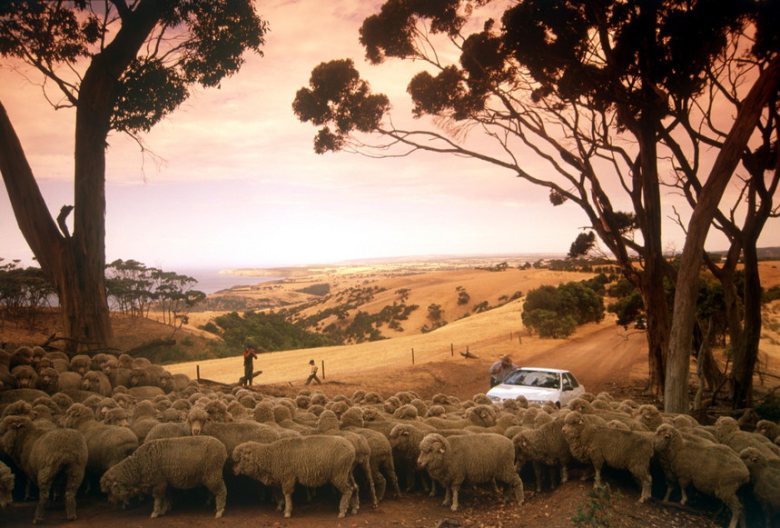 Taking a self drive tour through Kangaroo Island is one way to view this place.