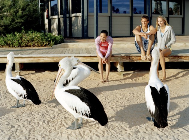 Pelicans on the Beach
