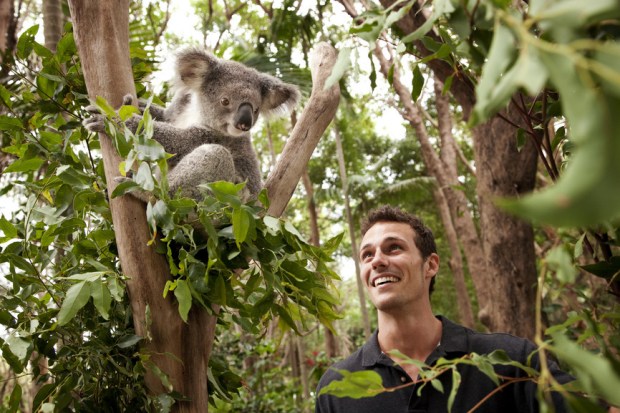 Koalas upclose at Nature Parks on the Gold Coast