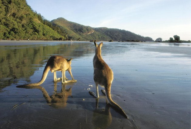 Kangaroos on Beach, Cape Hillsborough