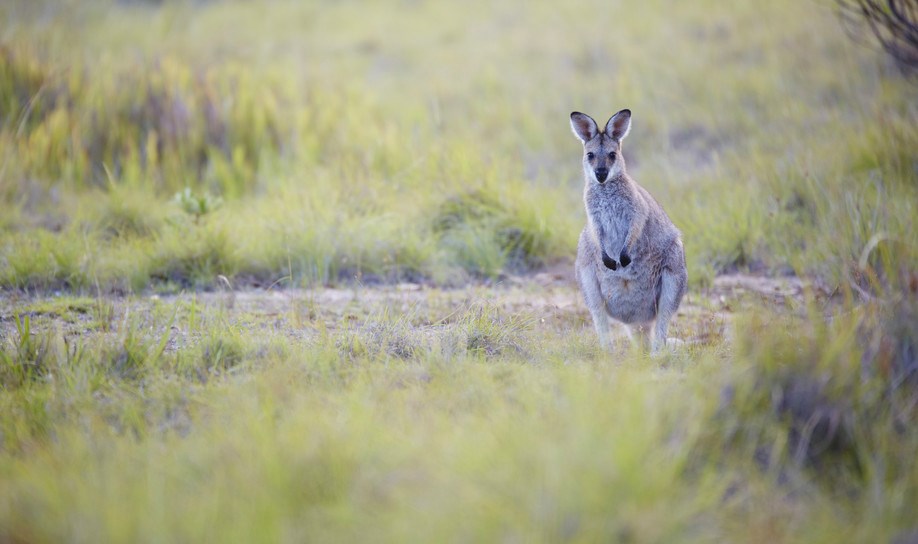 Girraween NP in Queensland - Photographer: Maxime Coquard Tourism Australia