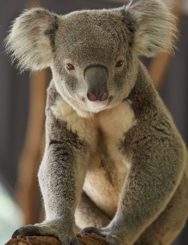 Cute Koala Looking at You! Lone Pine Koala Sanctuary, Brisbane QLD.<br />
Photographer: Maxime Coquard Tourism Australia