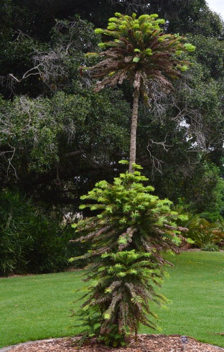 Adelaide Parks: Dinosaur Age Tree in The Botanic Garden