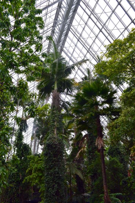 Bicentennial Conservatory with its Rain Forest Tall Trees