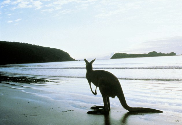 Kangaroo on the Beach - Well, what did you expect? - Tourism Australia Copyright