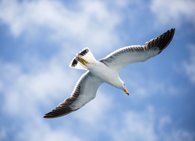 Mull Gull of the Neptune Islands: Photo Greg Snell Tourism Australia.