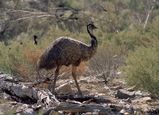 Emu, Flinders Ranges. Photo: Mike Newling