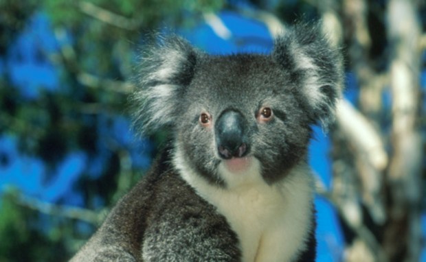 Koala - endangered but can still be spotted in South Australia National Parks. Photo: Adam Bruzzone