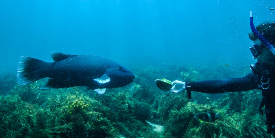Port Lincoln National Park, Diver feeding Abalone to a Blue Grouper. Photo: Greg Snell Tourism Australia