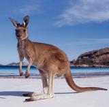 Western Australia Tourist Guide
