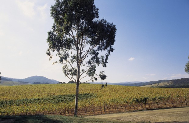 De Bortoli Winery - Yarra Valley and Dandenong Ranges