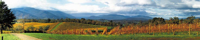 View of some of the splendid vineyards