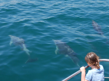Dolphins, Ningaloo Coast World Heritage Area
