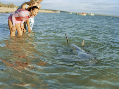 Wild Dolphins at Shark-Bay